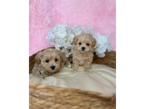 Irk garantili maltipoo yavruları 