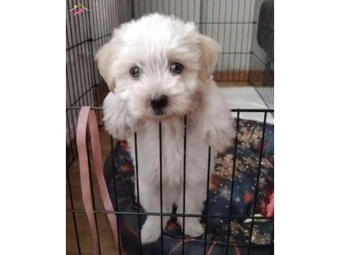 Oğluşum 10 maısn oldukça sağlıklı maltipoo