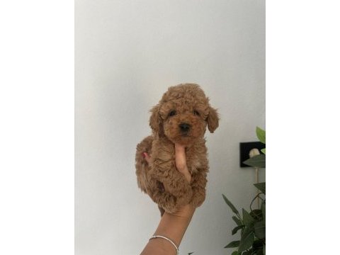 Irk garantili dişi ve erkek poodle yavrular