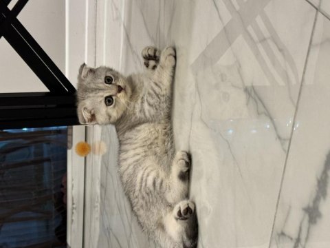 Bir erkek bir dişi 2 aylık scottish fold yavrular