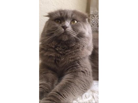 Ücretsiz scottish fold dişi