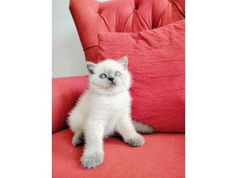 British blue point yavruları