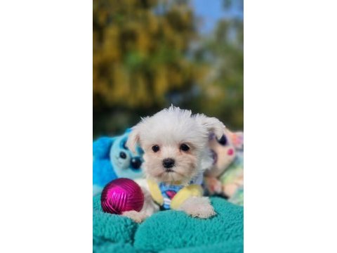 Neşe kaynağı morkie yavrularımız