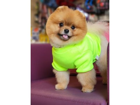 Efsane 1.5 yaşında pomeranian erkek izmir