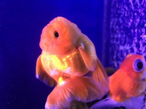 Bu fırsatı kaçırma oranda balığı