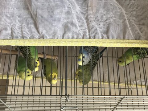 Yavru muhabbet kuşu sahiplendirme