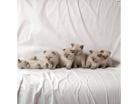 British shorthair yavruları