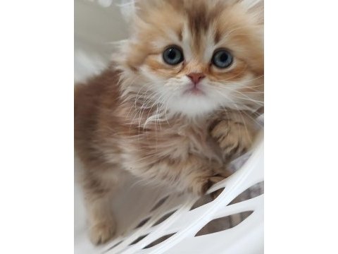 Safkan anne ve babadan british longhair
