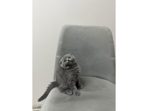 İran persian exotic long ve blue bebekler