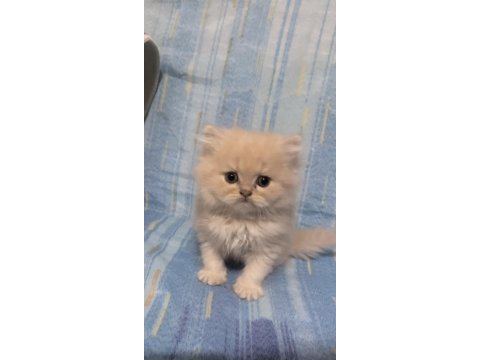 Yakışıklı persiyanlar