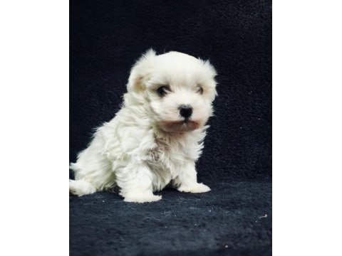 Bu sevecen maltese terrier kaçmaz!