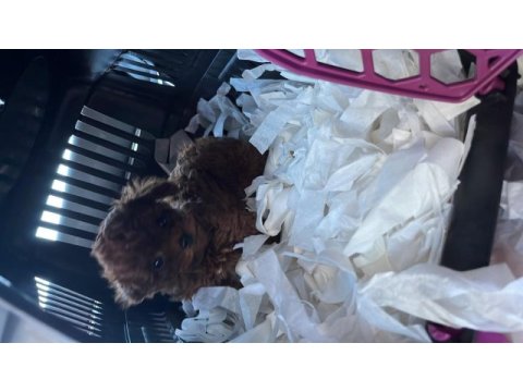 Teacup poodle 1.5 kg 7 aylık erkek aşıları tam