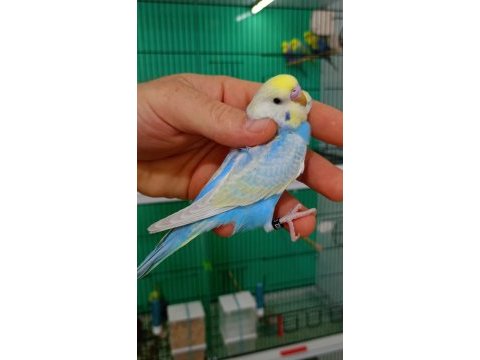 Damızlık adayı rainbow muhabbet kuşu yavrular