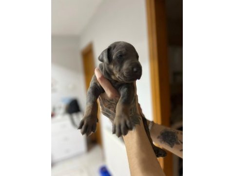 Farklı olmak isteyene doğru adres blue doberman yavrular