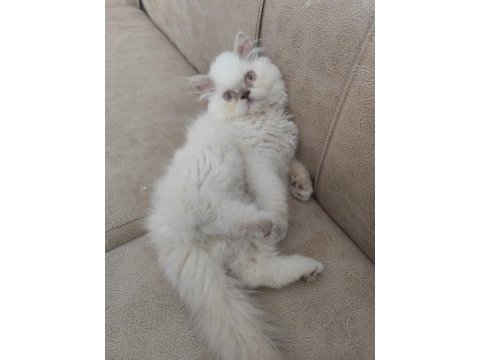Red point british longhair