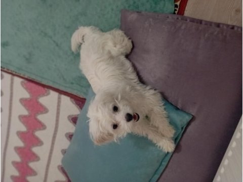 Maltese 8 aylık erkek