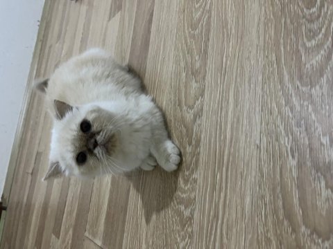Garfield exotic shorthair ücretsiz sahiplendirilecektir