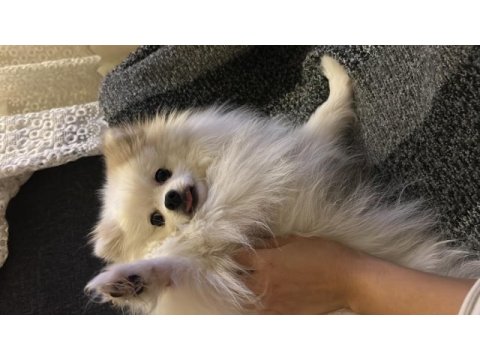 2 yaş pomeranian kırma