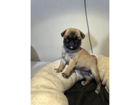 A kalite ırk garantili pug mops yavru