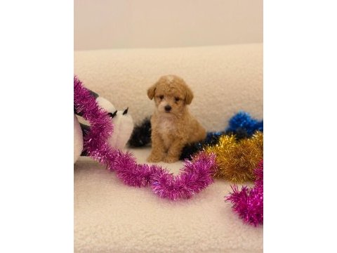 Sağlık ve ırk garantili maltipoo yavru
