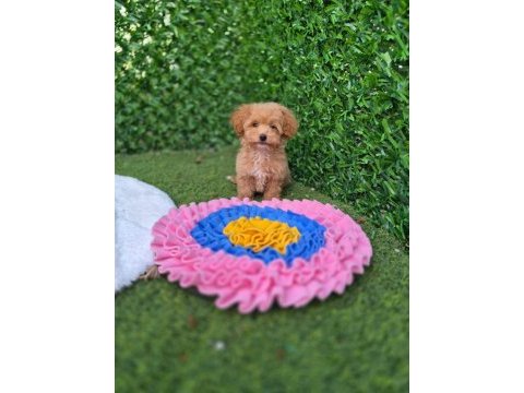 Sevimli maltipoo yavrularımız 