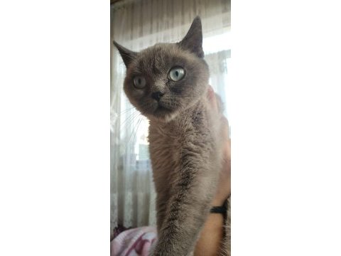 Scottish blue point 6 aylık