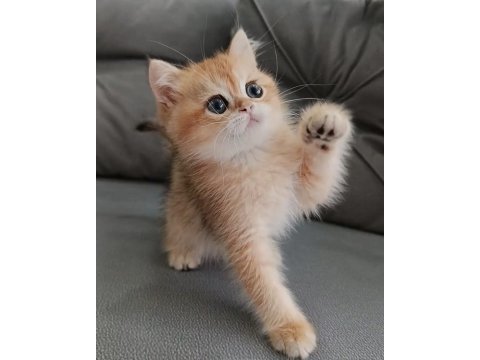 Golden british shorthair kedisi