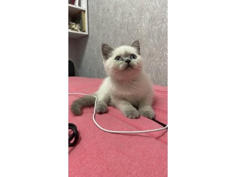 Son kalan oyuncu kedim sahiplendirilecek