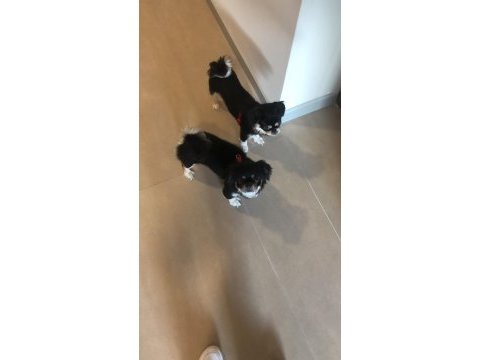 Ülke değişikliğinden dolayı yeni yuva arıyoruz