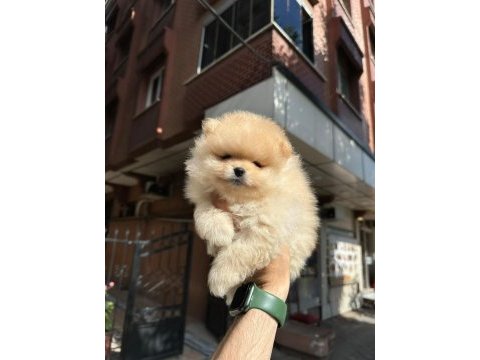 Boo pomeranian teddy bear