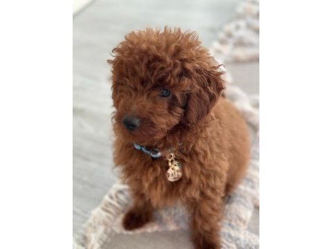Yakışıklı poodle oğlum pafi