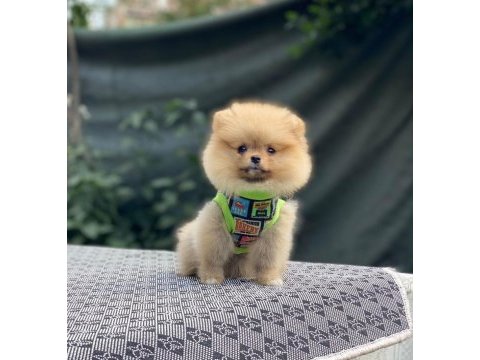 Pomeranian boo köpeğimiz