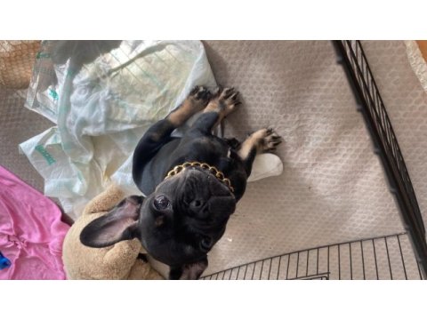 Black tan 5 aylık fransız bulldog