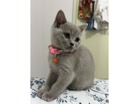 British shorthair yavrumuz yeni yuvasını arıyor