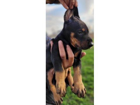 Doberman yavrularımız ırk garantilidir