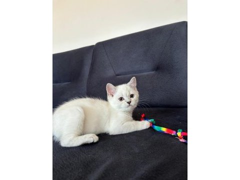 2 aylık british shorthair