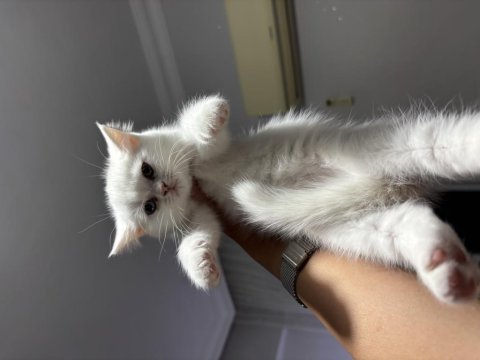 British shorthair dişi yavrum