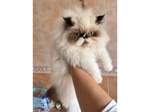 İran persian erkek
