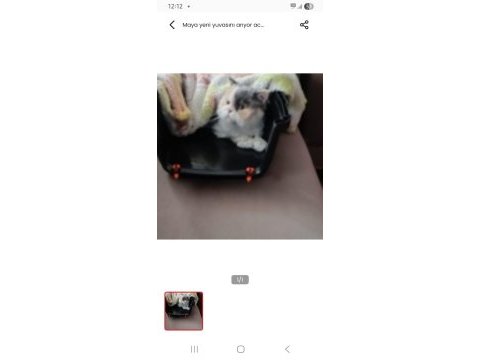 Kedimiz çiçek yeni evini arıyor