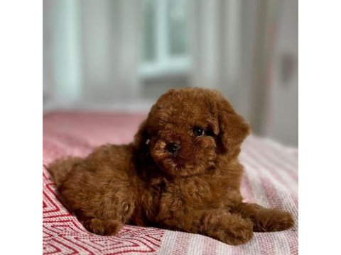 Oyuncak boy erkek dişi poodle kurabiyeler 