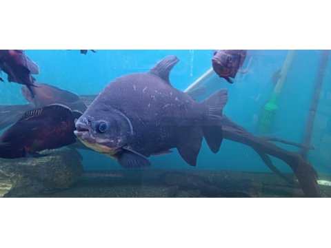 Pirana pacu