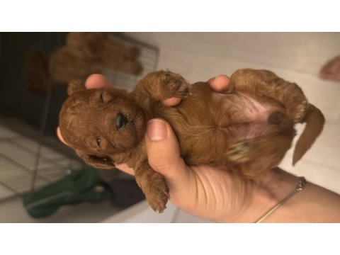 Poodle sağlıklı yavrularım