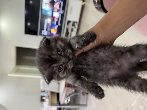 Scottish fold kediler