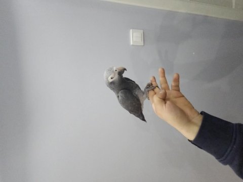 Full evcil konuşan jako