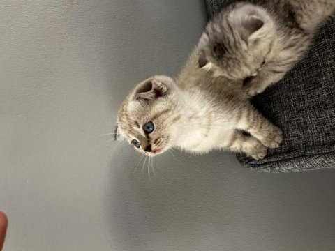 2 aylık british shorthair yavrular yeni yuvalarını arıyor