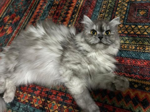 2 yaşında chinchilla dişi