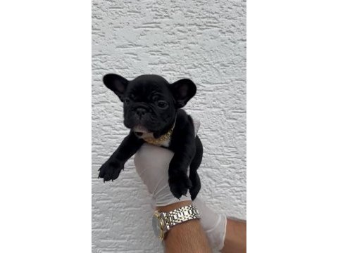 Uygun french bulldog yavrularımız