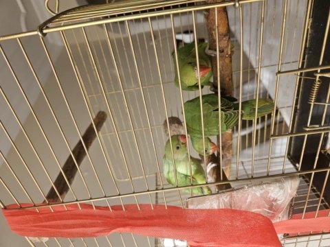 El besleme yem kırmaya başladılar pakistan bebek