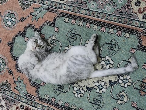 Scottish fold