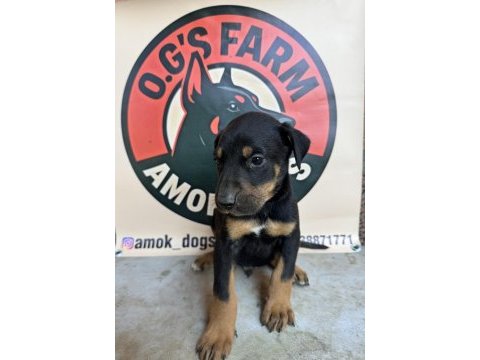 Doberman european
